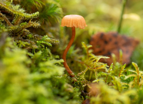 A pale orange mushroom, with a short cap draped across a slender, curving stalk, pokes up from a carpet of lush green mosses in a UK rainforest