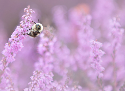bee