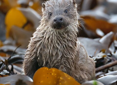 Otter in kelp