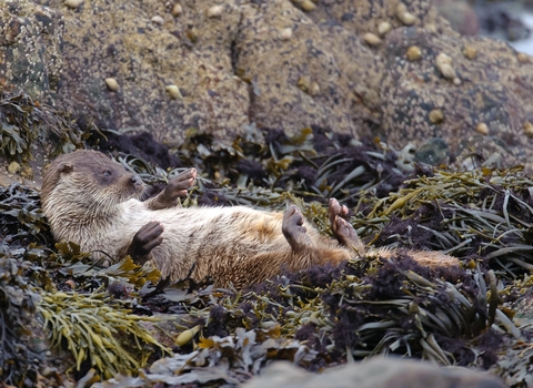 Adopt an animal | The Wildlife Trusts