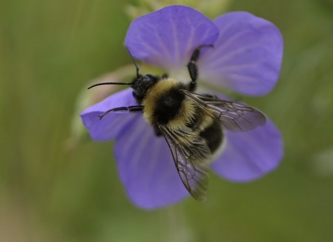 Garden bumblebee