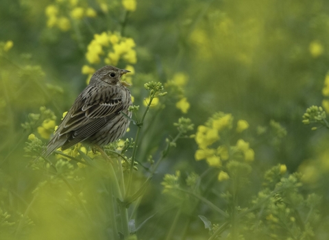 Corn bunting (Milaria calandra) singing in oilseed rape crop at an arable farm in Hertfordshire. April 2011. - Chris Gomersall/2020VISION