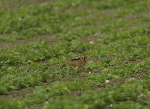 hare in field, farming
