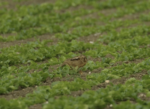 hare in field, farming