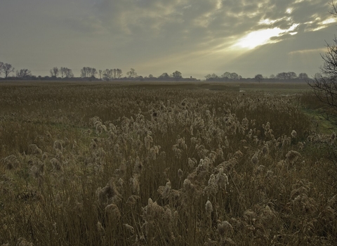 Woodwalton fen at sunset