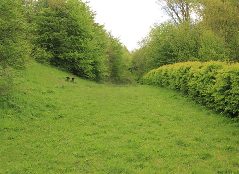 Trimmed hedgerow next to a grass path