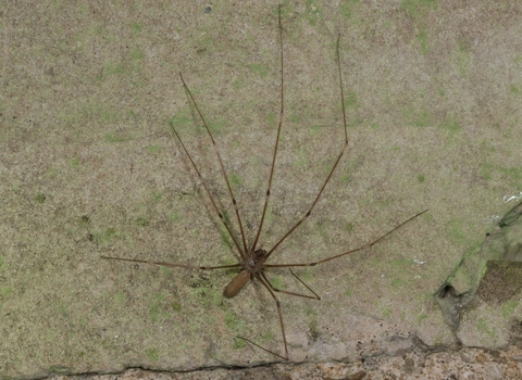 Cellar spider