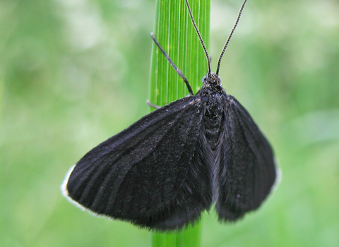 Chimney sweeper moth