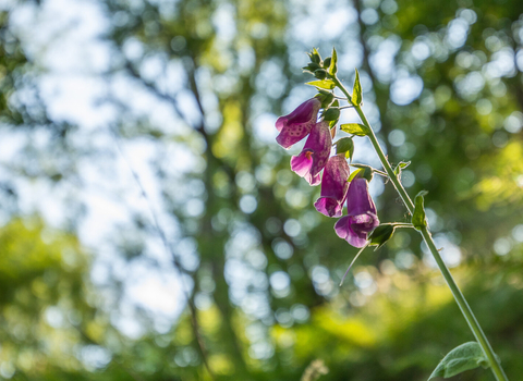 A foxglove in dappled sunlight in a woodland