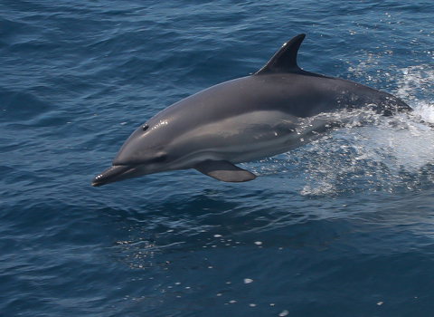 dolphin wildlife trusts