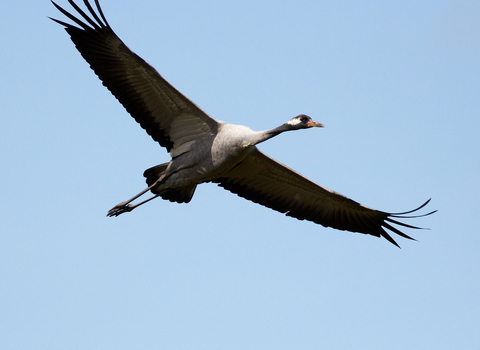 Common crane