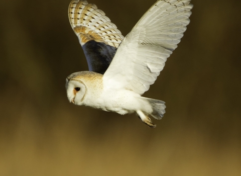 Barn owl