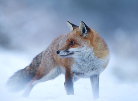 fox wildlife trust 