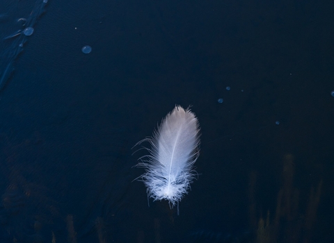 feather