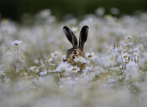 Brown Hare Lepus europaeus in Ox-eye Daisies Norfolk summer