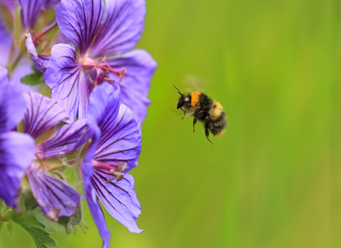 Early bumblebee