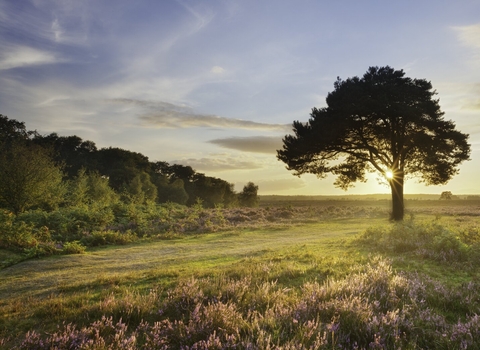 heather in bloom