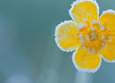 frost flower