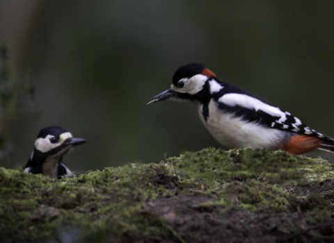 Two great spotted woodpeckers perched on a mossy log, with a male in the foreground recognisable by the red patch on his nape