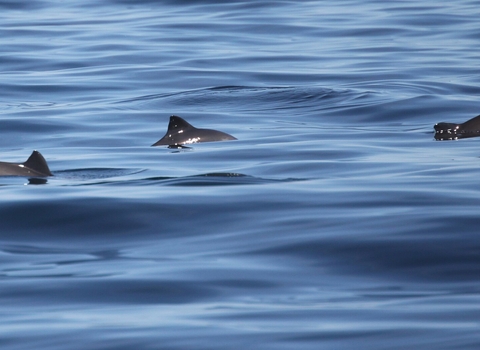 Harbour porpoise