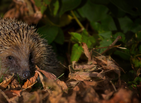 Hedgehog in leaves