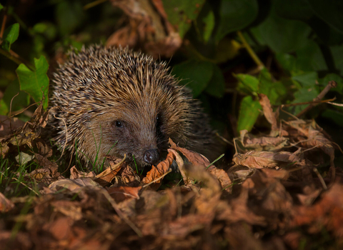 A hedgehog snuffling about in leaf litter at night under a garden light