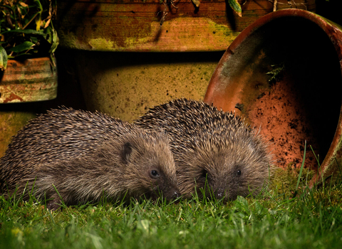 Two hedgehogs snuffling for food around a selection of plant pots at night, illuminated by a house light