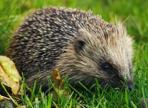 Baby hedgehog