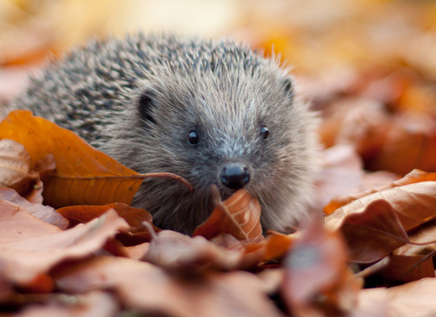 Hedgehog in autumn leaves