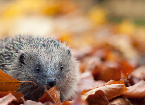 Hedgehog in autumn leaves