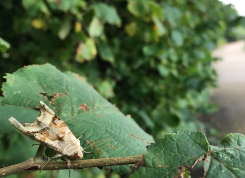 Angle shades moth beside footpath