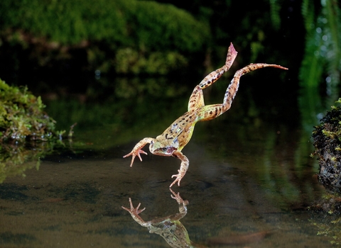 Common frog