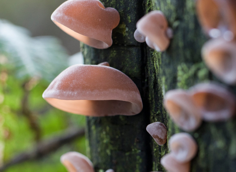 jelly ears