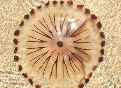 jellyfish