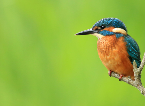 Kingfisher