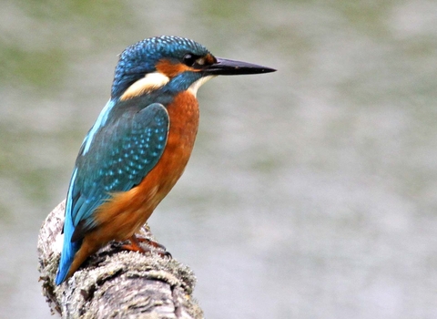 Kingfisher perched