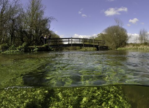 Split level view of the River Itchen, with aquatic plants: Blunt-fruited Water-starwort (Callitriche obtusangula) England: Hampshire, Ovington, May - Linda Pitkin/2020VISION