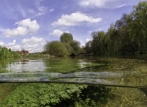 Split level view of the River Itchen, with aquatic plants: Blunt-fruited Water-starwort (Callitriche obtusangula) Itchen Stoke Mill is visible on the left.