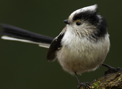 long tailed tit