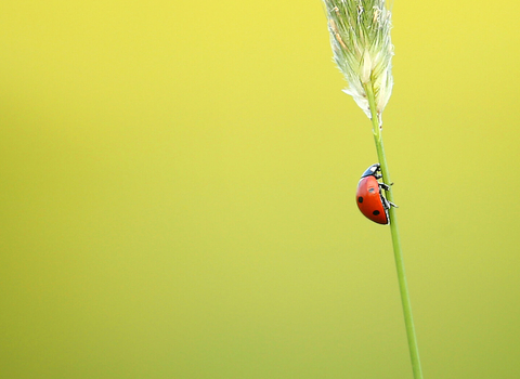 ladybird
