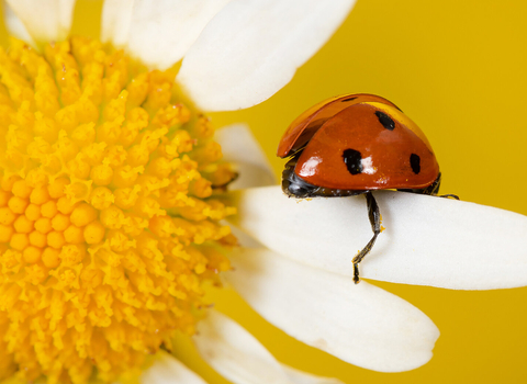 Ladybird