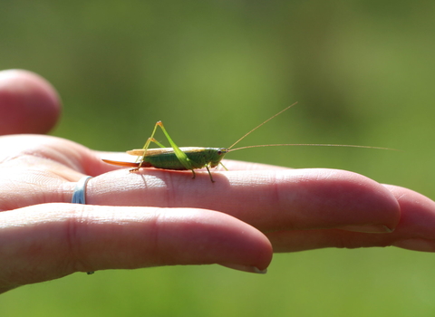 Long-winged conehead on a hand