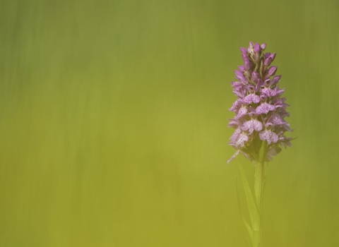A common spotted orchid. It's a tall tower of bright pink flowers, frowing from a sturdy green stem