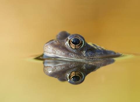 Ponds | The Wildlife Trusts