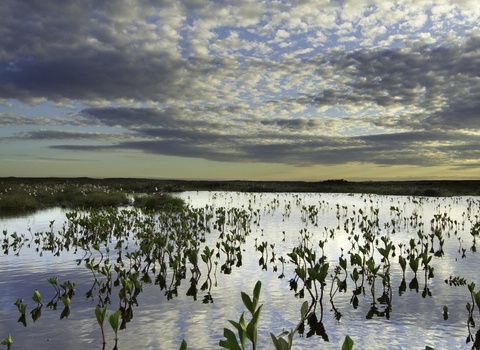 peat