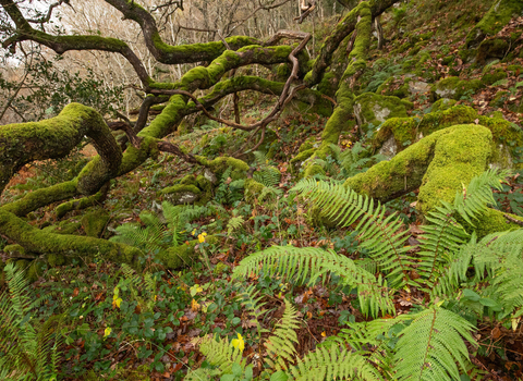 A bright green fern sprawls across the floor of a UK rainforest, with moss-coated trees in the background