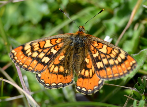 marsh fritillary