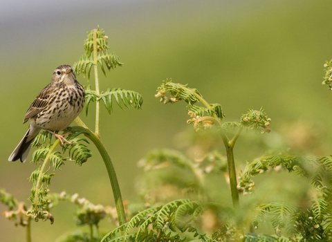 Meadow pipit
