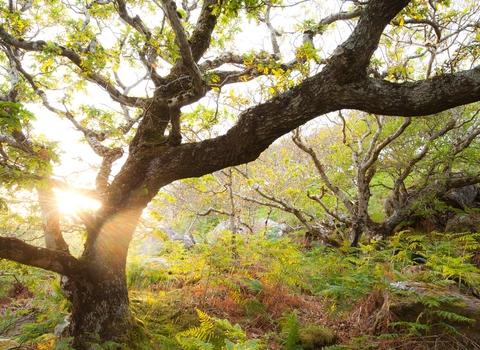 Atlantic oak wood, Achduart, Sutherland, Scotland