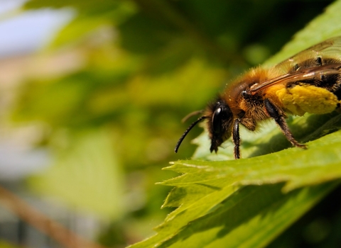 Andrena scotica sunbasking on a garden hedge leaf, with well loaded pollen sacs